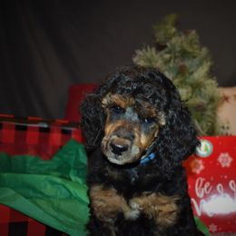 Rudolph - Blue Male - Phantom male Poodle puppy in Nelson, Missouri from MD Triple Creek Ranch