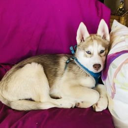 Siberian Husky Puppies from Mahavidya Siberians