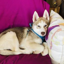 Siberian Husky Puppies from Mahavidya Siberians