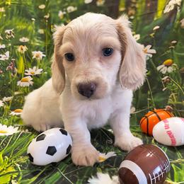 Twinkle - Cream male Dachshund puppy in Grove, Oklahoma from Dachs on the lake