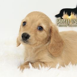 Dachshund Puppies from Piney Woods Miniature Dachshunds