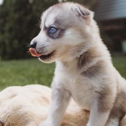 Pomeranians and Siberian Huskies from Meagan's Siberian Huskies & Pomeranians