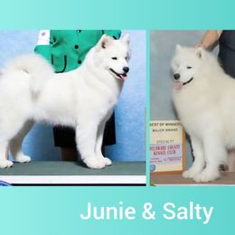 Samoyed puppies from Limelight Samoyeds