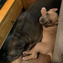 American Bullies from Anubis Tribe Bullies
