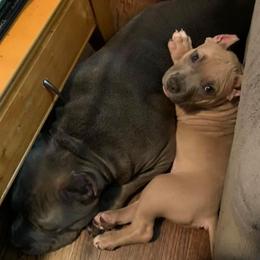 American Bullies from Anubis Tribe Bullies