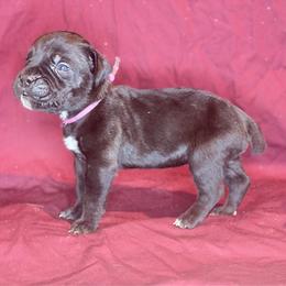 Pompeia- Pink Collar - Black female Cane Corso puppy in Stilwell, Oklahoma from Killing Joke Kennels