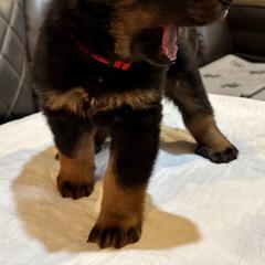 Red Collar - A Litter - Black and tan male Beauceron puppy in Sterling, Illinois from Beaucerons of Tempete De Hope