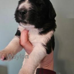 Waylon - White and black male Newfoundland puppy in Honey Grove, Pennsylvania from Heinrich Family Newfoundlands