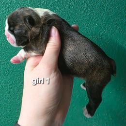 Girl 1 - Black brindle and white female Boston Terrier puppy in Denver, Colorado from Diamonds In The Ruff Boston Terriers