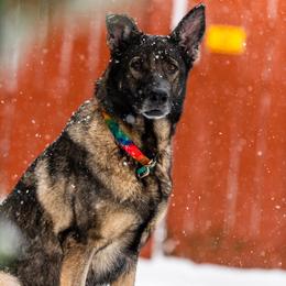 Kora - Sable female German Shepherd puppy in Buford, Georgia from vom Vikos