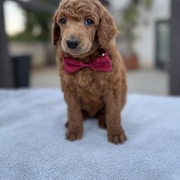 Black collar - Red  male Poodle puppy in Riverside, California from Riverside red poodles