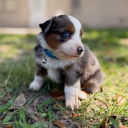 Thunder - Blue merle male Toy Australian Shepherd puppy in Polk City, Florida from Skaky Shepherds