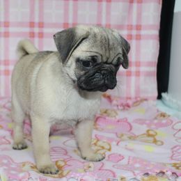 Quintana - Fawn female Pug puppy in Tuscola, Illinois from Dream on puppies