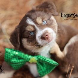 Australian Shepherd, Miniature American Shepherd, Miniature Australian Shepherd, and Toy Australian Shepherd Puppies from TK Standard, Mini, & Toy Aussies