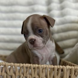 Levi - Seal and white male Boston Terrier puppy in Peru, Indiana from Angie's Little Bostons And Frenchies