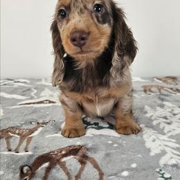 Chocolate and tan dapple male (big spots) - Dapple male Dachshund puppy in Belle Rive, Illinois from Akin's Miniature Dachshunds, LLC