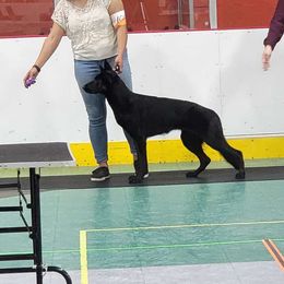 Belgian Malinois and German Shepherd All Grown Up from vd Hunde der neuen Äre