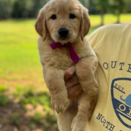 Golden Retriever Female- Red - Golden female Golden Retriever puppy in Piedmont, South Carolina from The Farm at Saluda Ridge