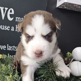 Rocky (black) - Brown and white male Siberian Husky puppy in Springfield, Massachusetts from 16acreshuskies