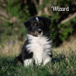 Wizard - Black tri-color male Australian Shepherd puppy in Benton City, Washington from Eventide Australian Shepherds