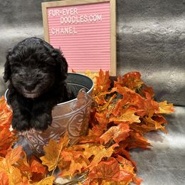 Bernedoodle and Sheepadoodle Puppies from Fur-ever Doodles
