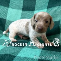 Piebald - Piebald male Dachshund puppy in George West, Texas from Rockin M Kennel