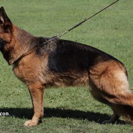 Lexi - Black and red female German Shepherd puppy in Worthington, Indiana from Aus Gerstbrei German Shepherds