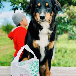 Miniature Australian Shepherd and Toy Australian Shepherd Puppies from Loyal Litters Toy Australian Shepherds