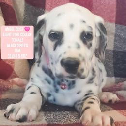 Angel Dust (Light Pink Collar Female) LUA - White and black female Dalmatian puppy in Raymondville, Missouri from Wagner's Dalmatian's