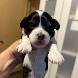 Red boy - White male Havapoo puppy in Arlington, Washington from Havanese With Love Breeding Co.
