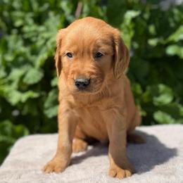 Black - Dark golden male Golden Retriever puppy in Utah from Deseret Peak Goldens