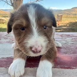 Diamond - Red tri-color male Australian Shepherd puppy in Preston, Idaho from KC Bar Ranch Aussies
