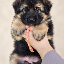 Orange girl - Black and red female German Shepherd puppy in Johnstown, Ohio from Vom Haus Neufus