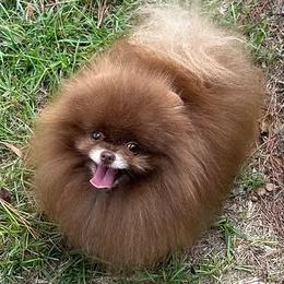 Kujo - Pomeranian