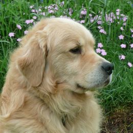 Justice - Golden Retriever