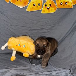 Muenster - Sable male German Shepherd puppy in Magnolia, Texas from K & Q Shepherds