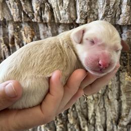 Boy 3 - male Aussiedoodle puppy in Kings Mountain, North Carolina from Champion Farms Doodles