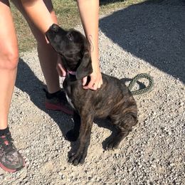 Cane Corso Puppies from Venom Cane Corsos