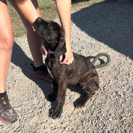 Cane Corso Puppies from Venom Cane Corsos