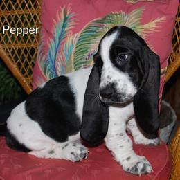 Pepper - Black and white male Basset Hound puppy in Hodges, South Carolina from Blooming Bassets