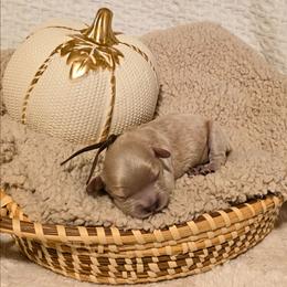 Boy 1 Snuggle - Apricot male Cavapoo puppy in Gunnison, Utah from Curls and Camo Pups