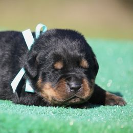 Boy 2 - Black and mahogany male Rottweiler puppy in Uniontown, Alabama from CedarBluff Rottweilers