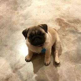 Pug Puppies from Hopestars Pugs