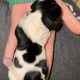 Cindy Lou - Piebald female Dachshund puppy in Goldthwaite, Texas from Mini Mama Dachshunds
