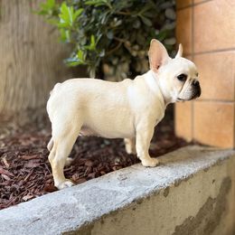 French Bulldog and Labrador Retriever Puppies from Desiree Ortiz's French Bull Dogs and Labrador Retrievers