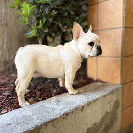French Bulldog and Labrador Retriever Puppies from Desiree Ortiz's French Bull Dogs and Labrador Retrievers