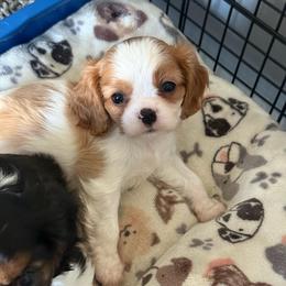 Rosita - Blenheim female Cavalier King Charles Spaniel puppy in Spring Hill, Florida from Stardom Chihuahuas & CKCS
