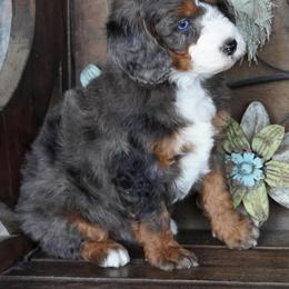 Boy 2 - Blue merle male Aussiedoodle puppy in Lawton, Oklahoma from Lindsey’s Aussies