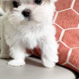 "Sold- Our past Korean Maltese  Puppy " Maltese and Yorkshire Terrier Puppies from Precious Paws Maltese and Yorkies
