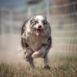 Ekko - Border Collie